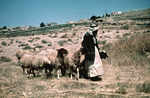 shepherding sheep by Institute of Archaeology, Andrews University