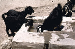 The sheep watering by Institute of Archaeology, Andrews University