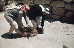 killing a sheep by Institute of Archaeology, Andrews University