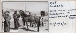 Horse which Village Presented to Crown Prince Hassan by Andrews University, Institute of Archaeology