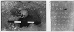 SKULL IN SITU NEXT TO S. BALK OF SQ. 3, TOP AND SIDE VIEW. LOOKING S by Institute of Archaeology, Andrews University