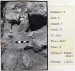 Human Skull by Andrews University, Institute of Archaeology.