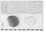 Possible Stone Weight (?) by Andrews University, Institute of Archaeology