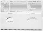 Iron Nail Fragment by Andrews University, Institute of Archaeology