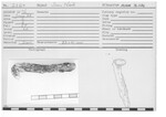 Iron Nail by Andrews University, Institute of Archaeology