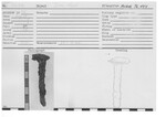 Iron Nail by Andrews University, Institute of Archaeology